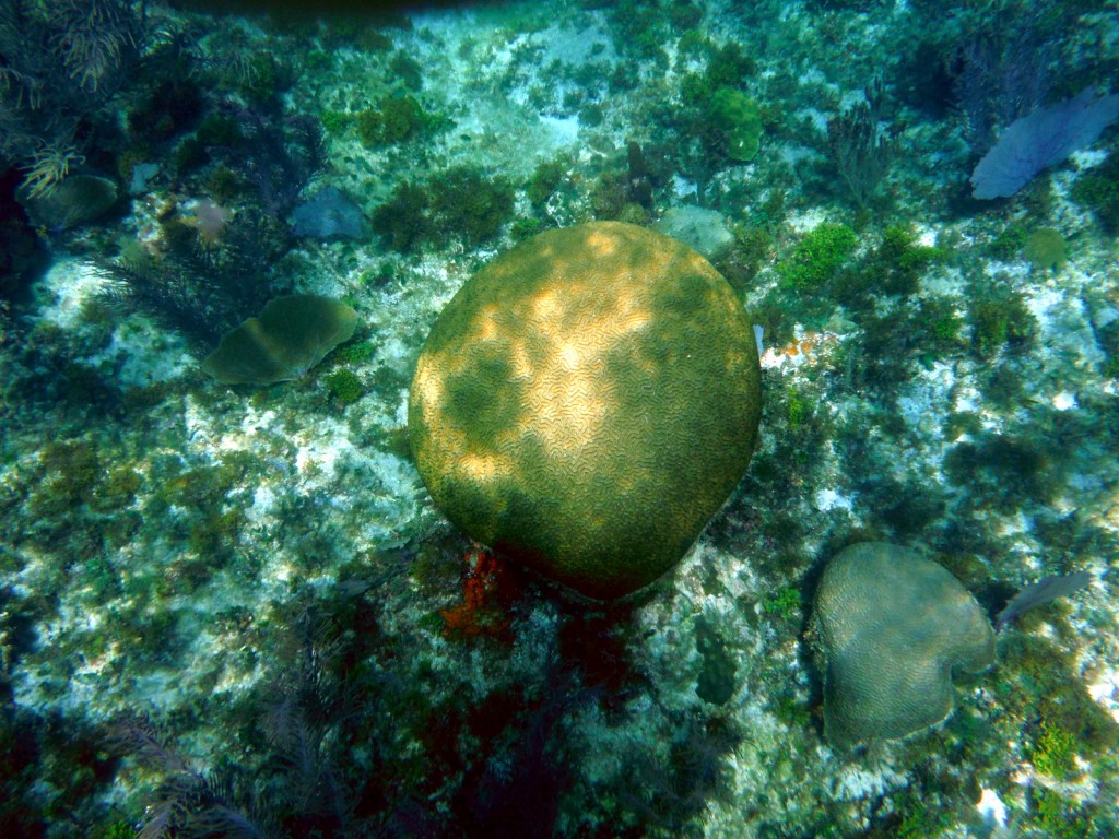 Some of the corals reefs we saw