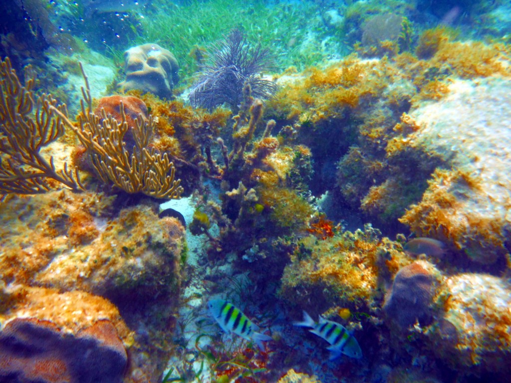 Some of the coral reefs we saw