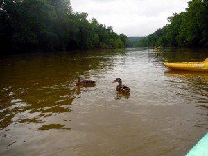 The ducks that followed us on the 10 mile kayak/canoe trip
