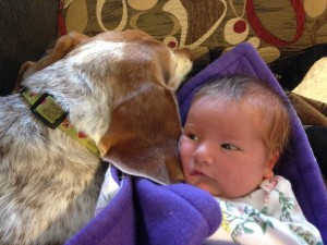 I didn't know Tuckers ears smelled bad...