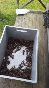 Some of the crayfish we caught